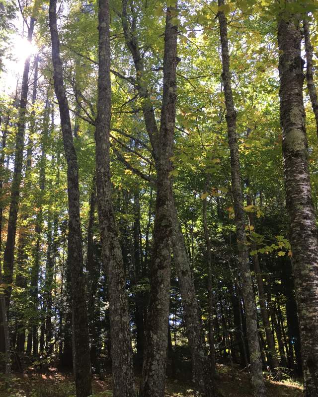 Forest